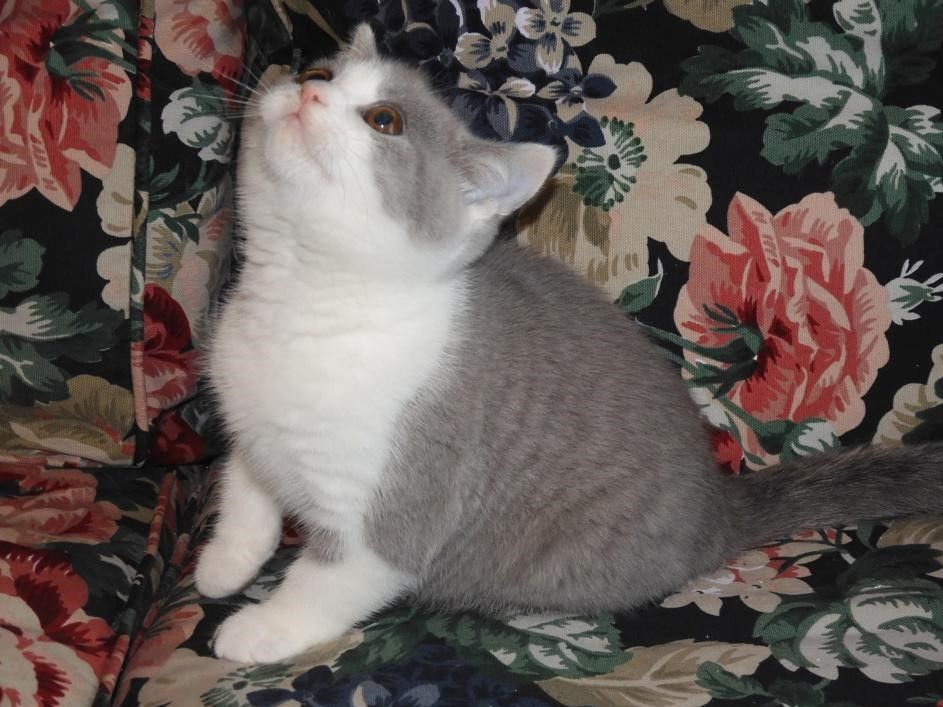 Britisch Kurzhaar (BKH), Katzenbabies, Katzenbabys, Kitten, (m/w)