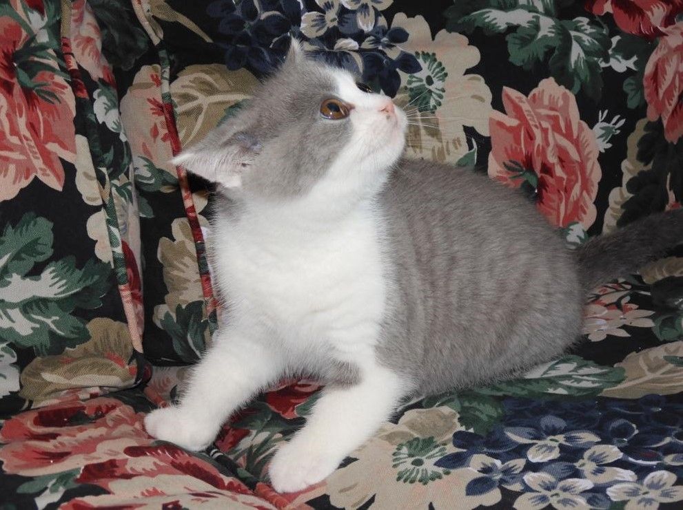 Britisch Kurzhaar (BKH), Katzenbabies, Katzenbabys, Kitten, (m/w)