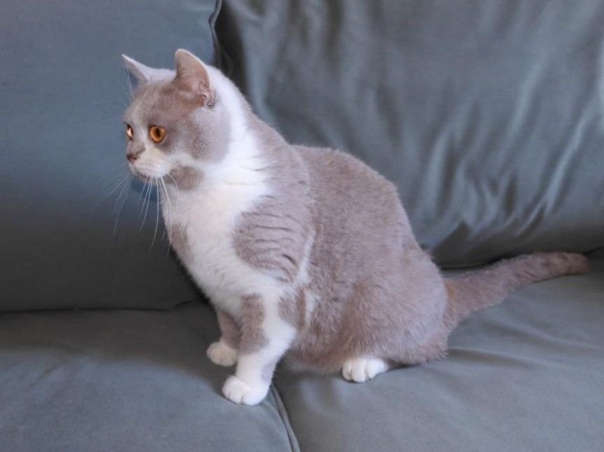 Britisch Kurzhaar (BKH), Katzenbabies, Katzenbabys, Kitten, (m/w)