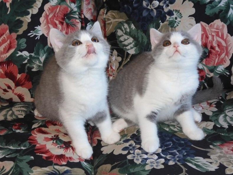 Britisch Kurzhaar (BKH), Katzenbabies, Katzenbabys, Kitten, (m/w)