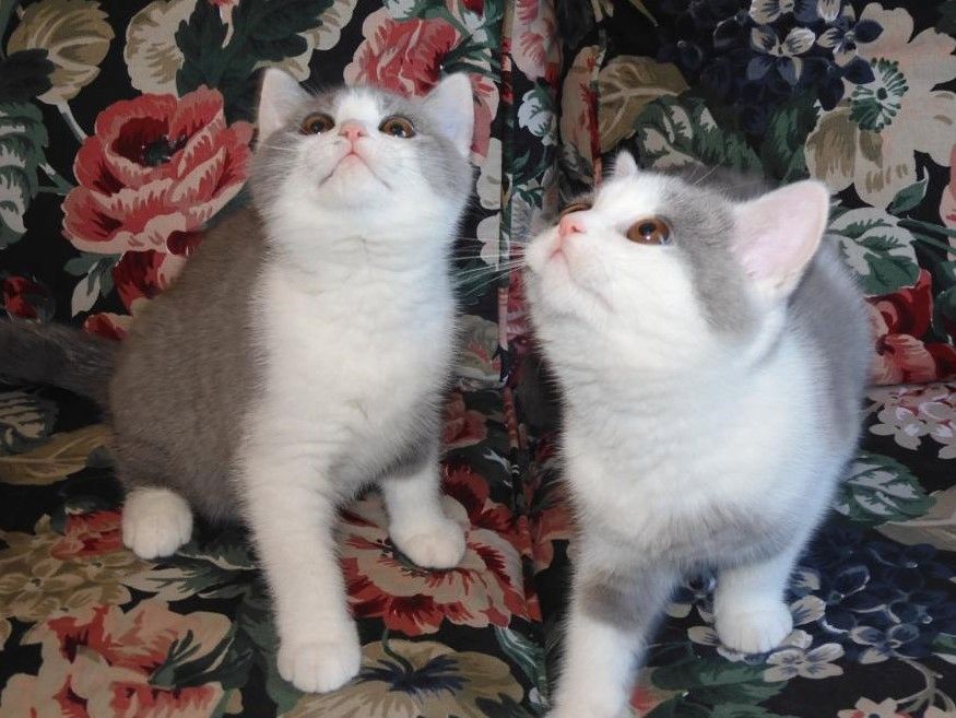 Britisch Kurzhaar (BKH), Katzenbabies, Katzenbabys, Kitten, (m/w)