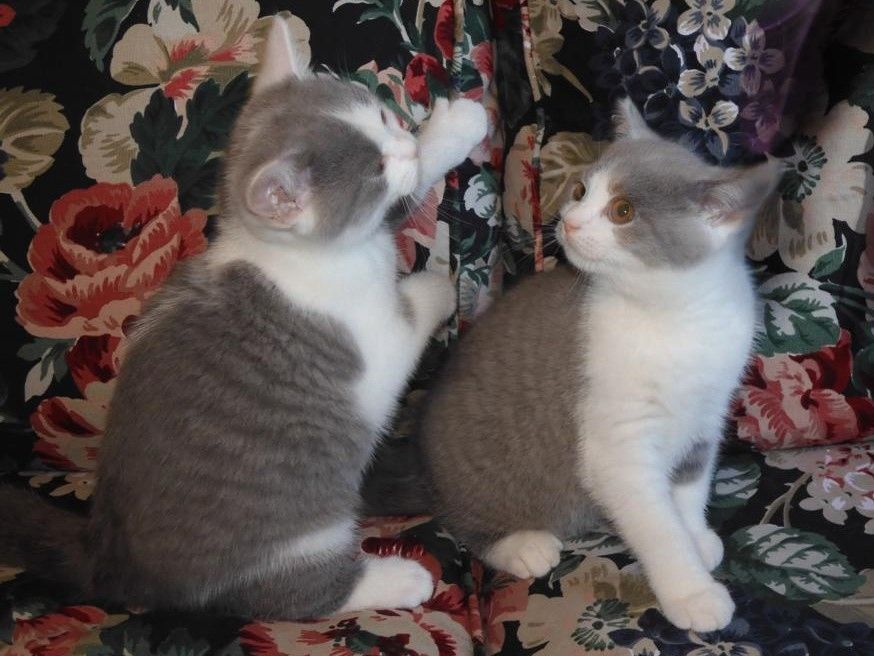 Britisch Kurzhaar (BKH), Katzenbabies, Katzenbabys, Kitten, (m/w)