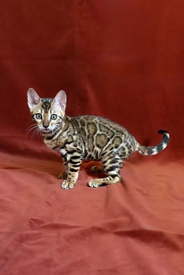 Reinrassiges Bengalkitten - Abgabebereit!