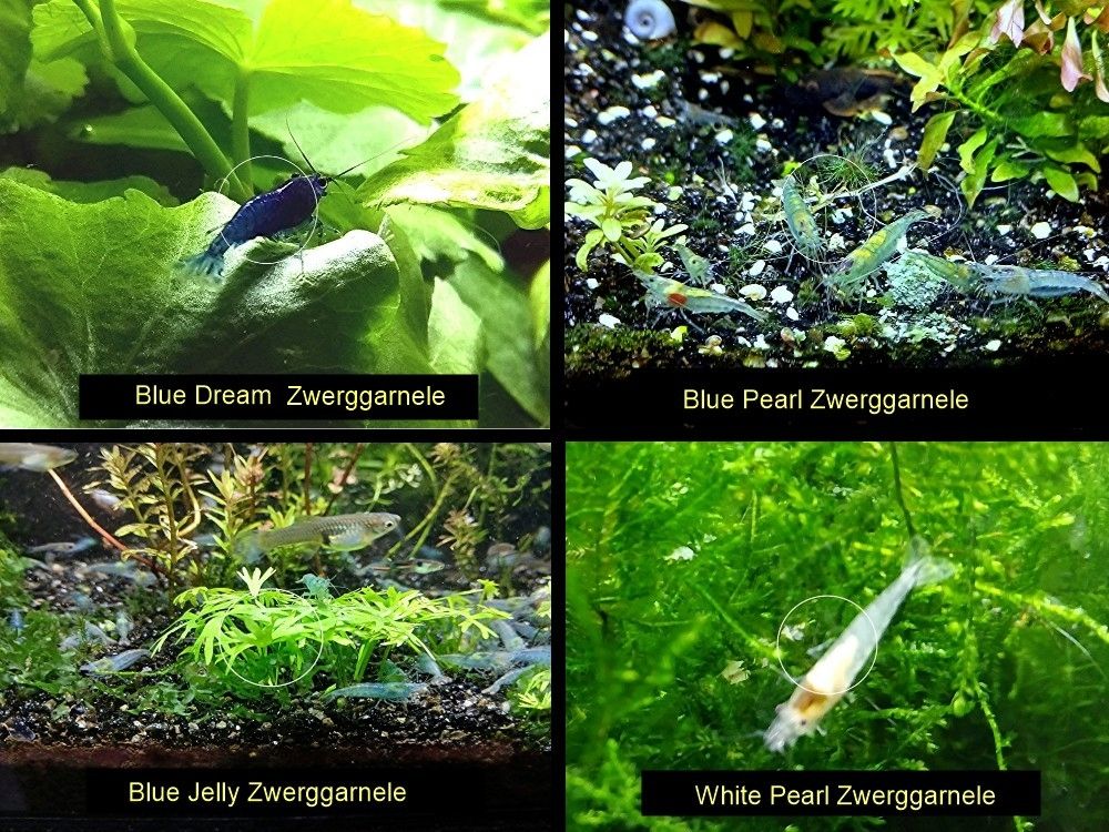 Zwerggarnelen, Blue Dream, Blue Jelly, Blue Pearl, White Pearl