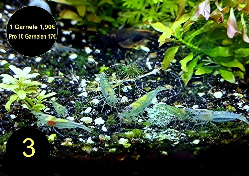 Zwerggarnelen, Blue Dream, Blue Jelly, Blue Pearl, White Pearl