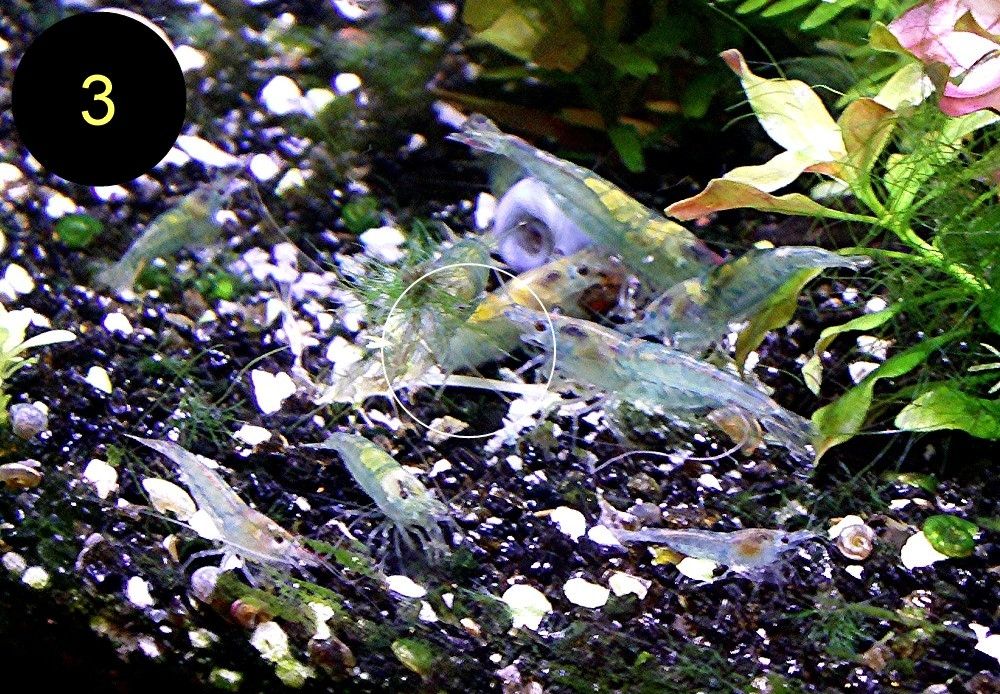 Zwerggarnelen, Blue Dream, Blue Jelly, Blue Pearl, White Pearl