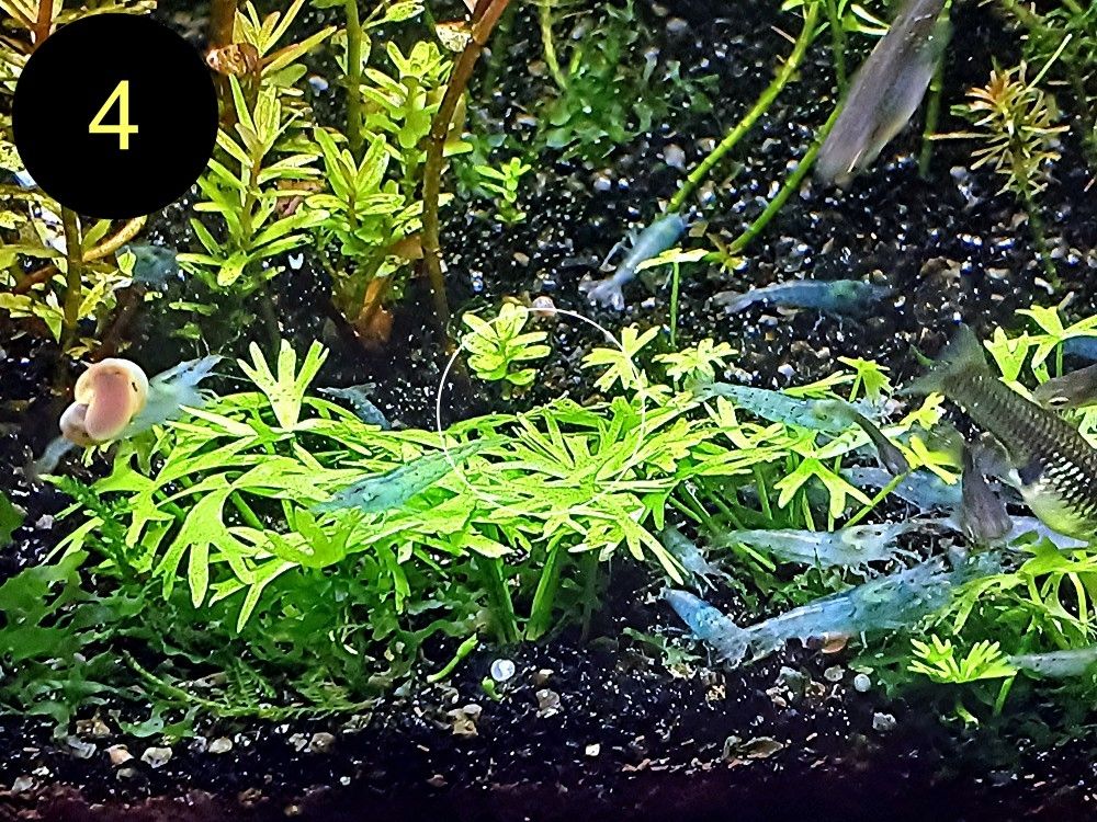 Zwerggarnelen, Blue Dream, Blue Jelly, Blue Pearl, White Pearl