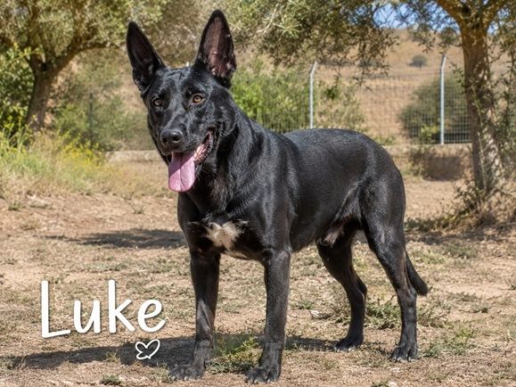 Luke - treuer Kumpel sucht seine Menschen