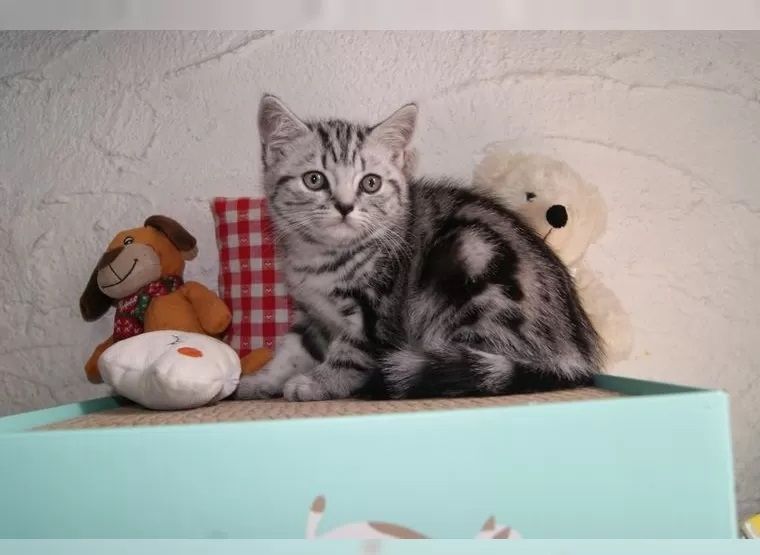 Wunderschöne Britisch Kurzhaar Kitten
