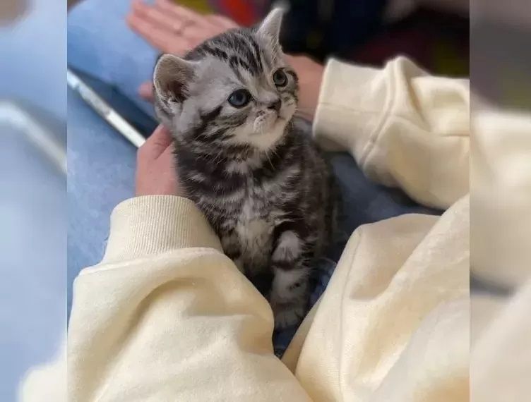 Bezauberndes BKH Black-Silver-Classic-Tabby Kitten