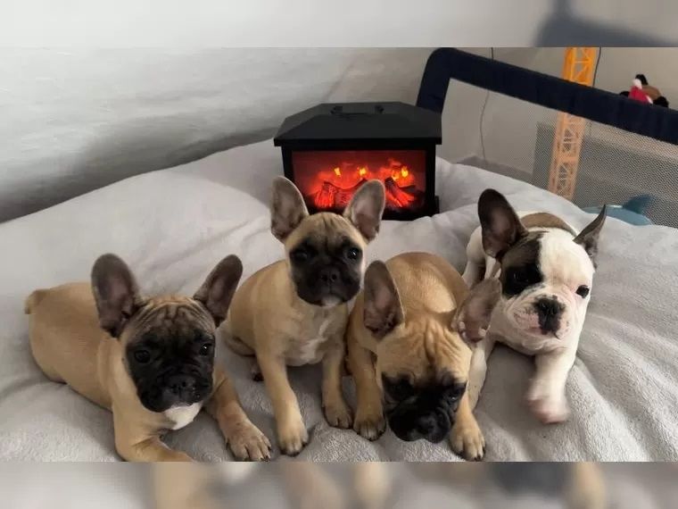 Französische Bulldog Welpen mit Ahnentafel