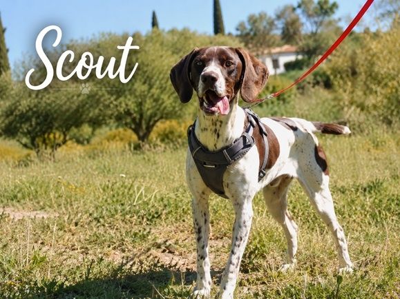 Scout - sensibler Jungspund sucht seine Menschen