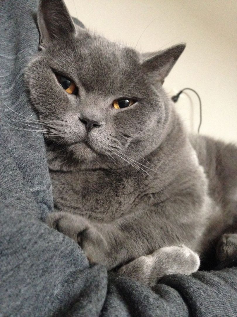 BKH Blue Xl Kater - nicht kastriert