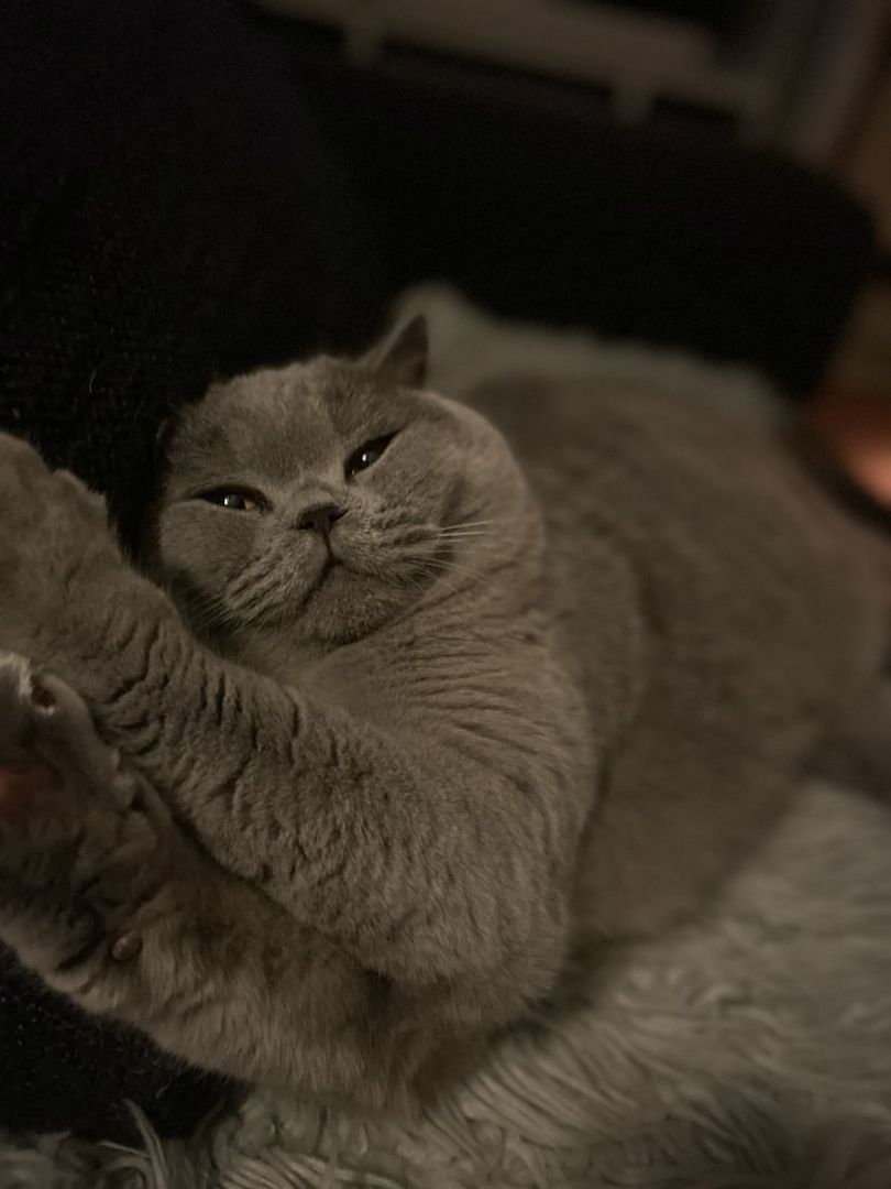 BKH Blue Xl Kater - nicht kastriert