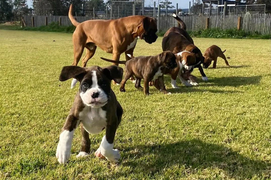 AKC-Boxerwelpe sucht ein liebevolles Zuhause.