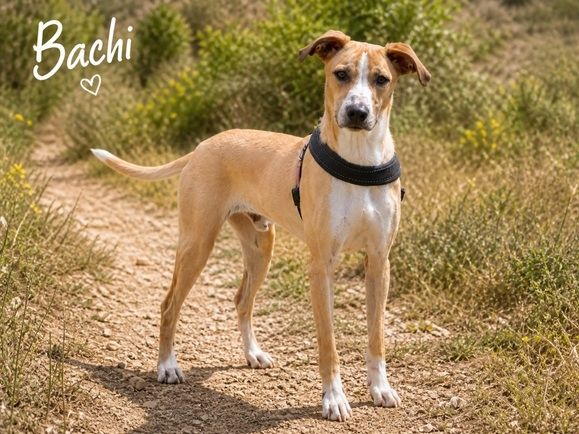 Bachi - junger Herzenshund sucht Zuhause