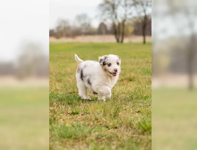 Australian Shepherd Welpe aus liebevoller Zucht