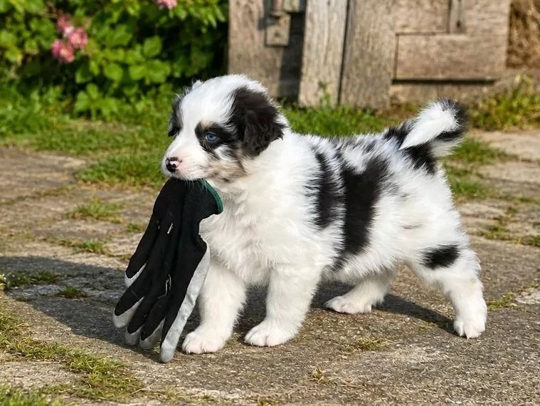 Miniatur Australian Shepherd Welpen