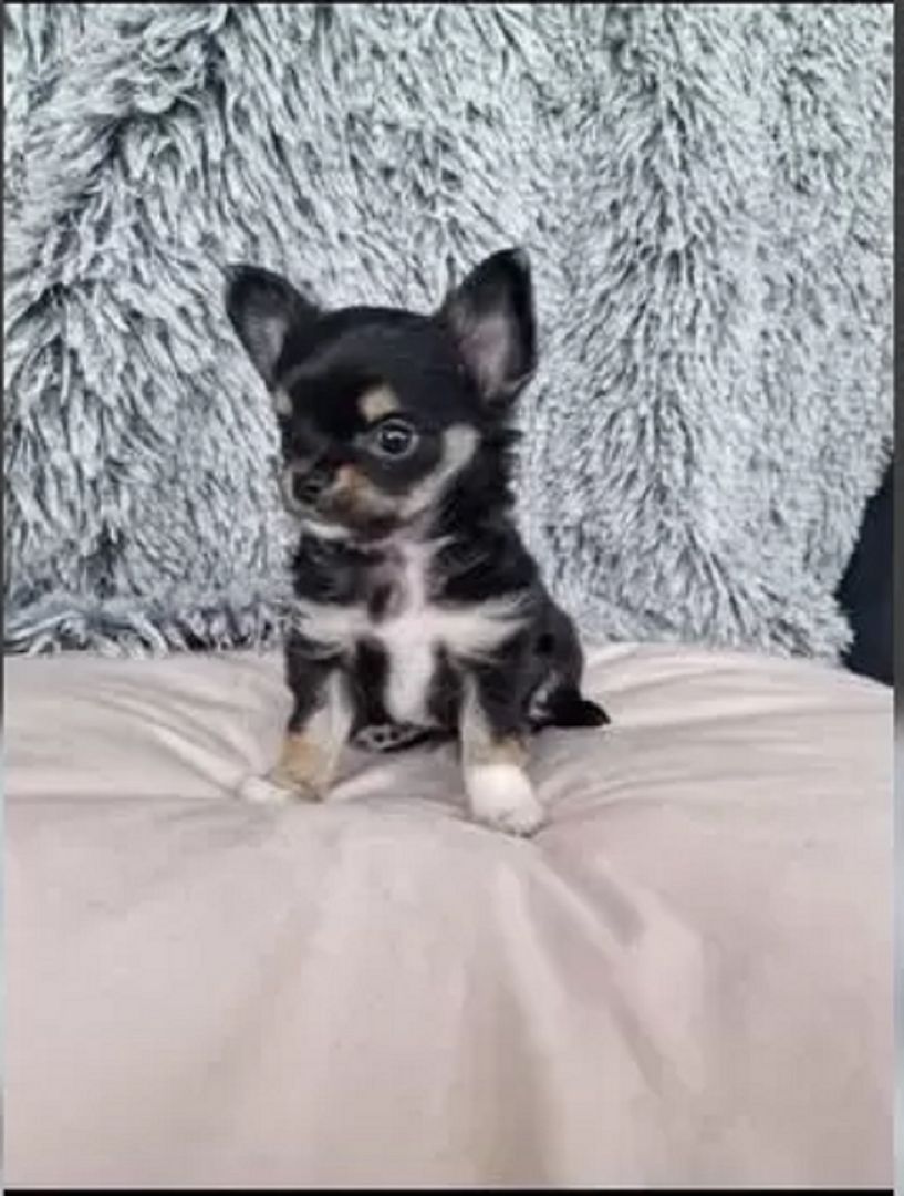 Super süße Langhaar Chihuahua Welpen
