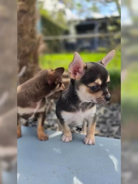 Wunderschöne Chihuahua Welpen mit Stammbaum