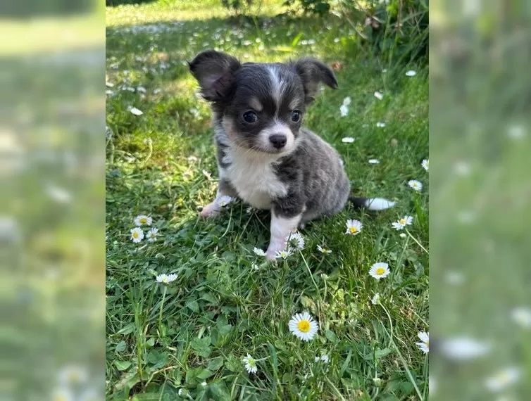 Reinrassige Chihuahua Welpen mit Stammbaum