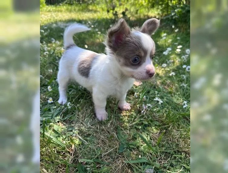 Traumhafte Chihuahua Welpen