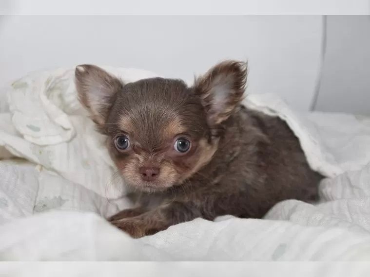Typvolle süße Chihuahua Welpen