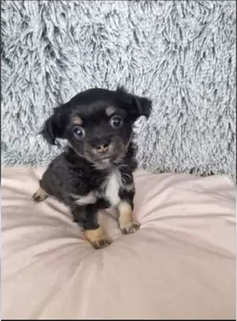 Süße Chihuahua Welpen