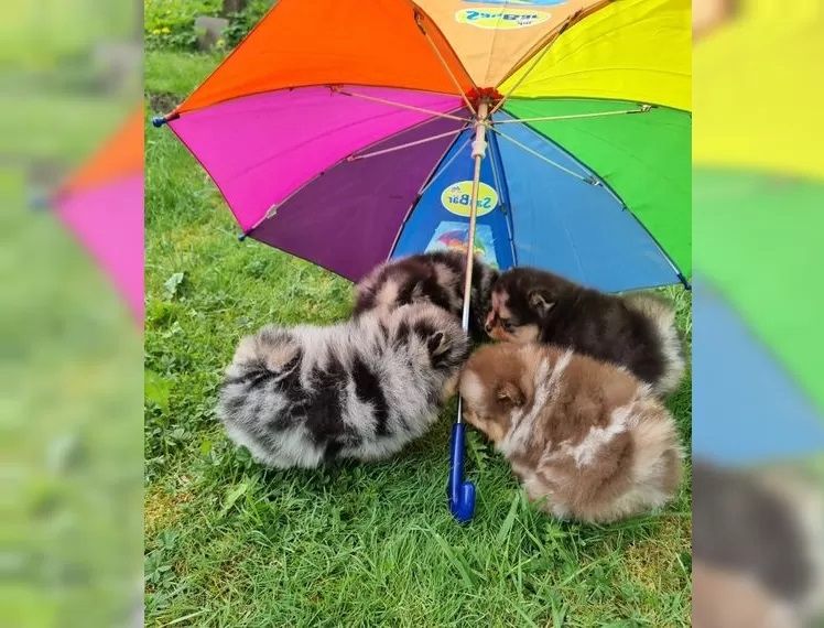 Reinrassigen Pomeranian Welpen suchen ein liebevolles neues Zuhause