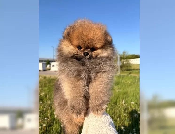 Reinrassige Pomeranian Zwergspitz Welpen mit Stammbaum