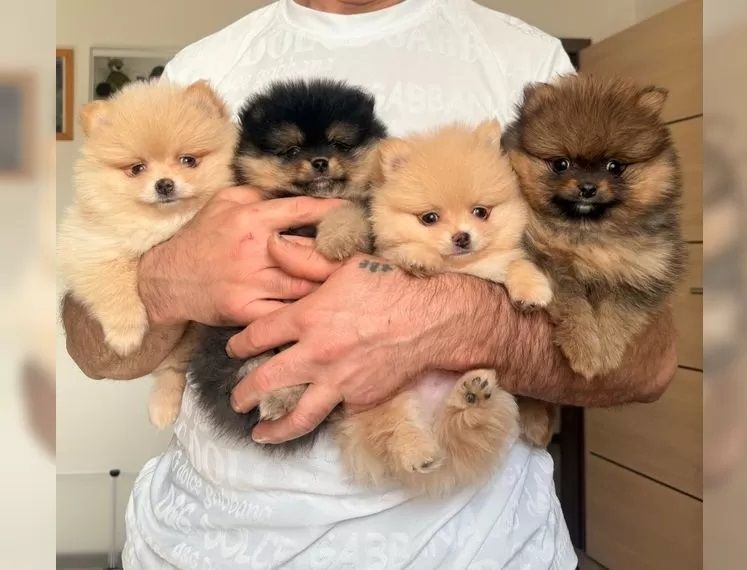 Exklusive Pomeranian Welpen