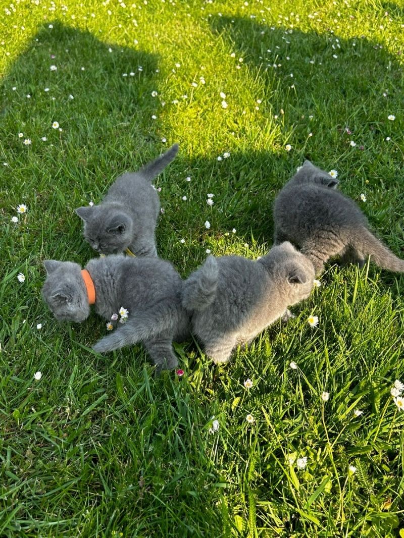 BKH-Kater und -Kätzinnen (Britisch Kurzhaar)