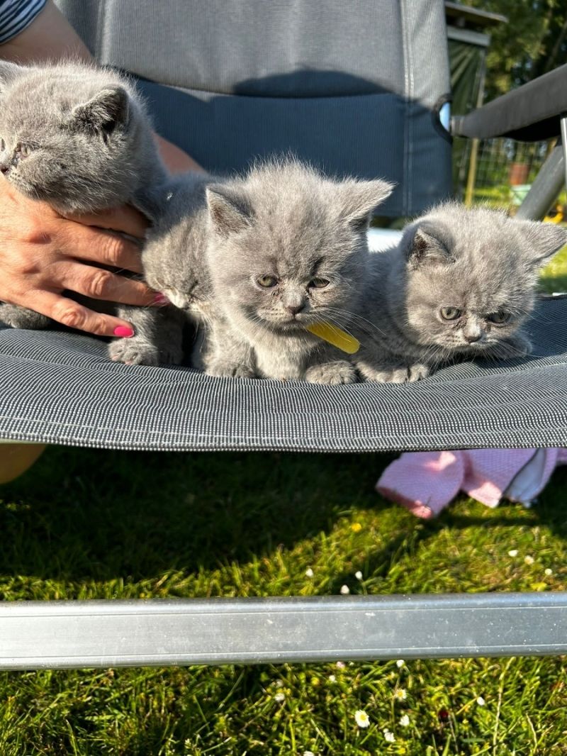 BKH-Kater und -Kätzinnen (Britisch Kurzhaar)