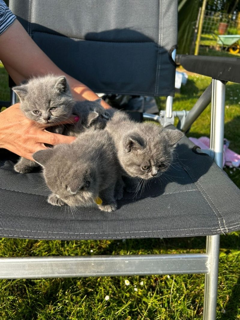 BKH-Kater und -Kätzinnen (Britisch Kurzhaar)