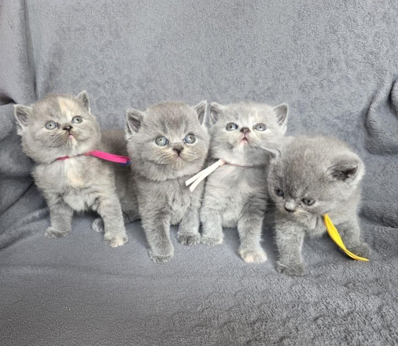 BKH-Kater und -Kätzinnen (Britisch Kurzhaar)