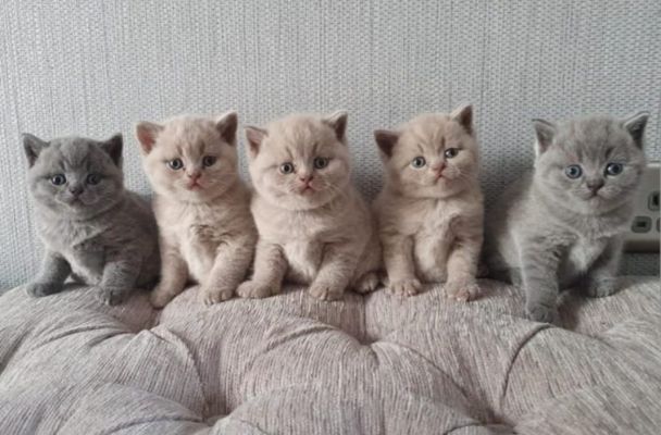 BKH-Kater und -Kätzinnen (Britisch Kurzhaar)