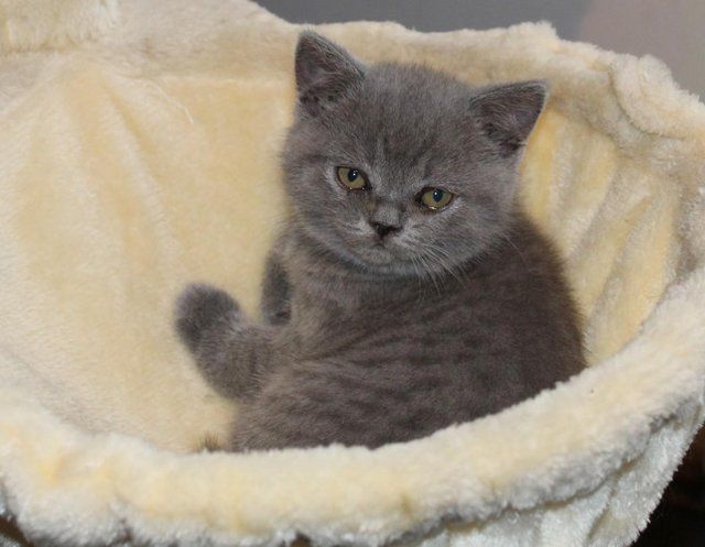 BKH-Kater und -Kätzinnen (Britisch Kurzhaar)