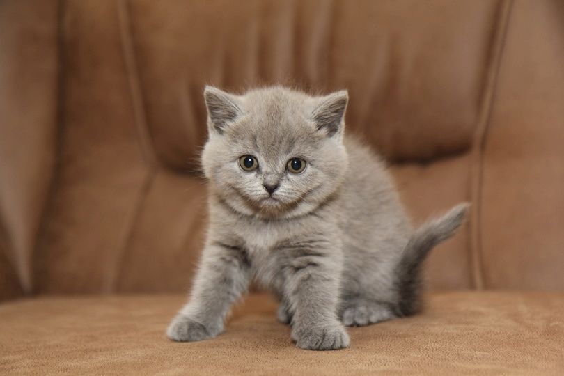BKH-Kater und -Kätzinnen (Britisch Kurzhaar)