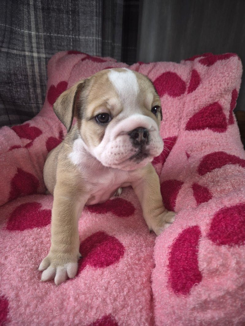 Englische Bulldogge zur Adoption