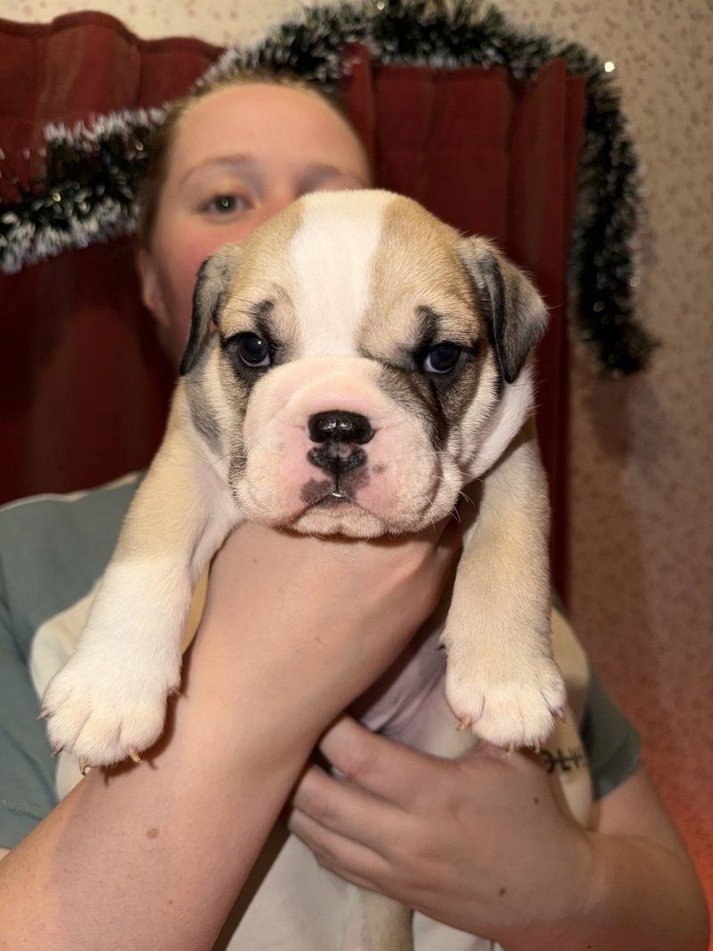 Englische Bulldogge zur Adoption