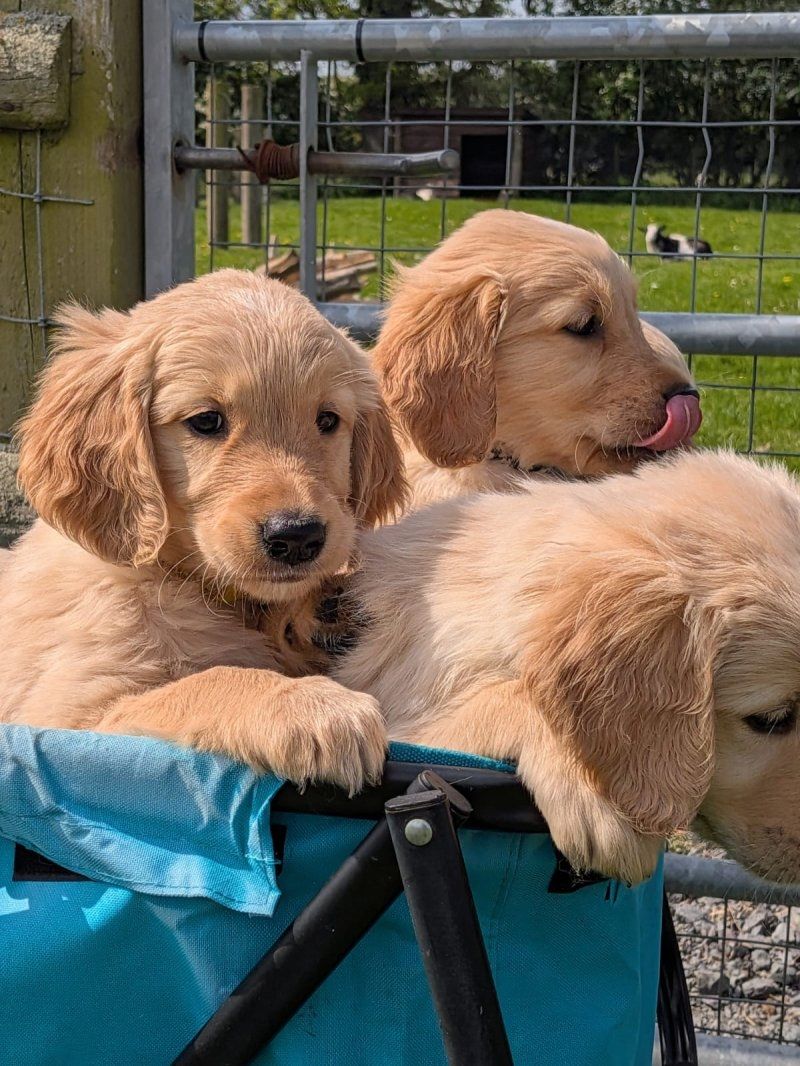 Golden Retriever Welpen abzugeben