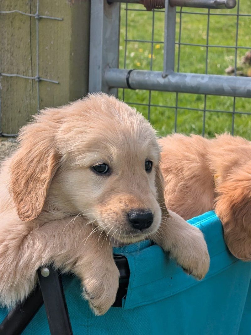 Golden Retriever Welpen abzugeben