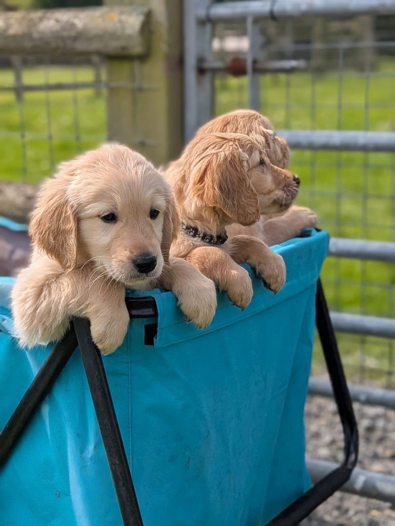Golden Retriever Welpen abzugeben