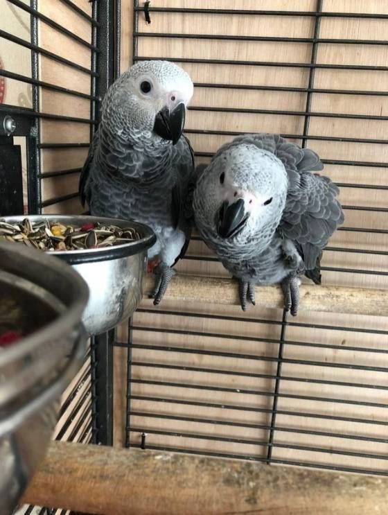 2 Graupapageien (männlich & weiblich)