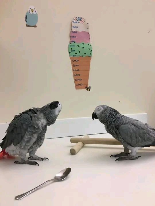 2 Graupapageien (männlich & weiblich)