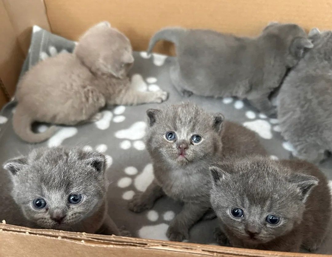 wunderschöne Britisch-Kurzhaar-Kitten