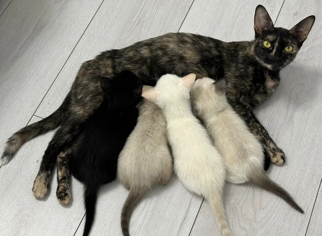 Wunderschöne Cornish-Rex-Kitten