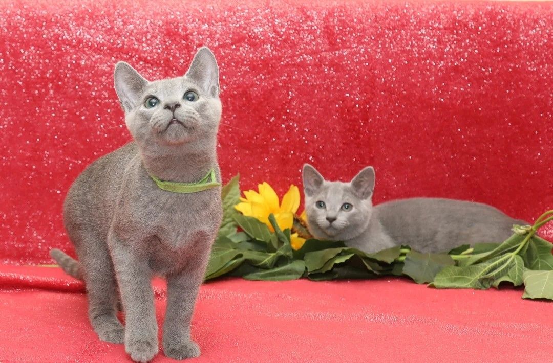 Russisch-Blau-Kitten – Reinrassig & liebevoll im Haus aufgezogen 🐾
