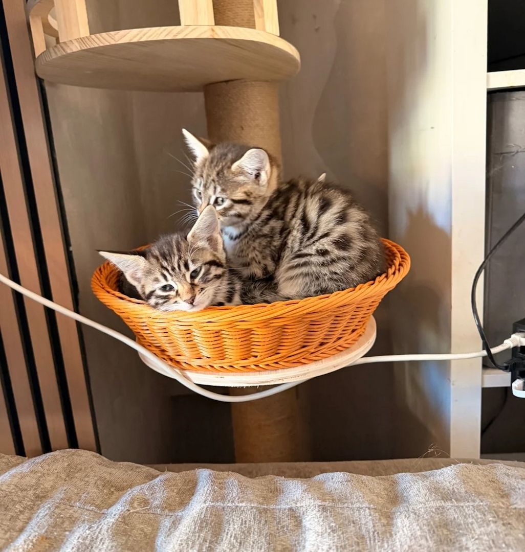 F4 Savannah-Kitten – Afrikanische Blutlinie