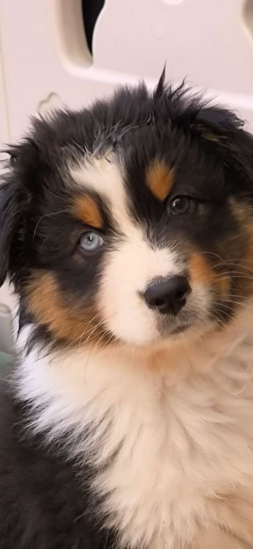 2 Australian Sheperd Welpen suchen Ihr Zuhause